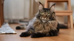 Najmočnejše pasme mačk